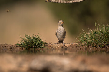 A juvenile sparrow standing by a small pond with grass and its reflection in the water. Perfect for ecology and wildlife themes.