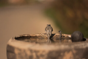 A sparrow drinking water from a wooden trunk pond, captured in natural light.
