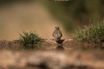 A sparrow facing the water while drinking, with reflection visible on the pond’s surface.