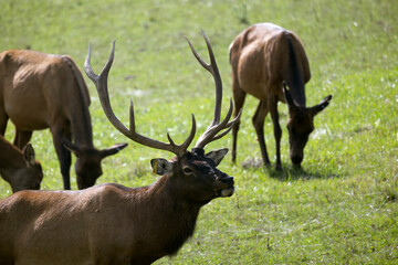 Bull Elk Cervus elaphus canadensis cross Red Deer Cervus elaphus stands on guard of his cows