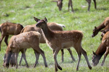 calf Elk Red Deer cross farm raised in the herd