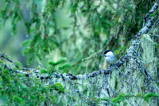 Willow tit (Poecile montanus) perched on spruce branch in primeval forest in autumn in Northern Finland