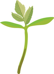 Green sprout of  rowan tree (Sorbus aucuparia) isolated on white background	
