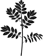 Black silhouette of young rowan tree (Sorbus aucuparia) with crown isolated on white background