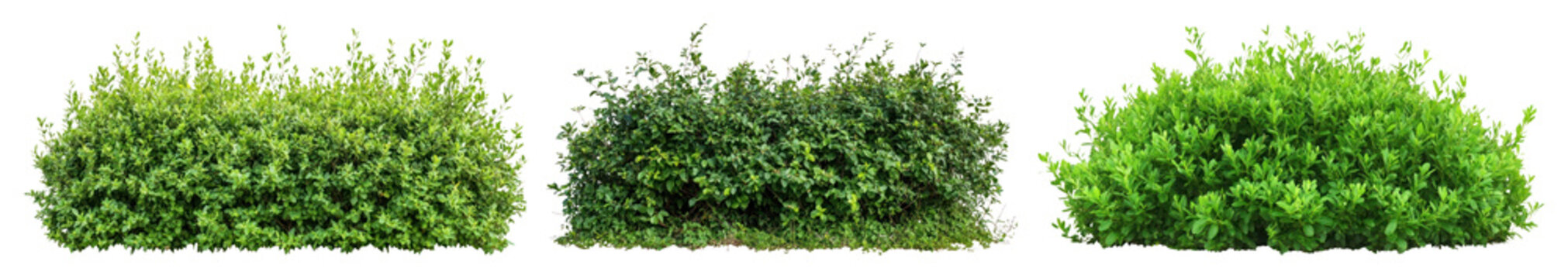 PNG Lush green hedges landscaping, element set on transparent background