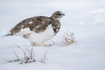 Beautiful bird of northern regions, Rock ptarmigan, Lagopus muta standing on first snow in the autumn in Northern Finland, Europe