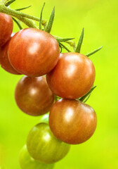 Detailed close-up of freshly ripening tomatoes amongst green leaves on the vine