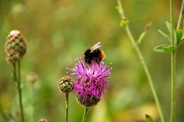 bourdon sur chardon, Bombus lapidarius