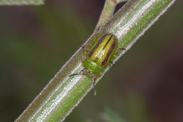 Small Striped Green and Red Leaf Beetle
