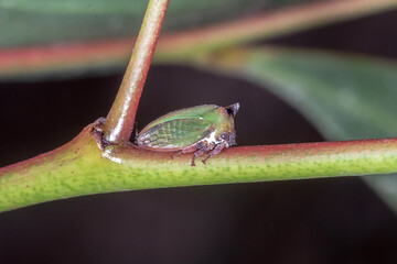 Green treehopper insect perched on a plant stem