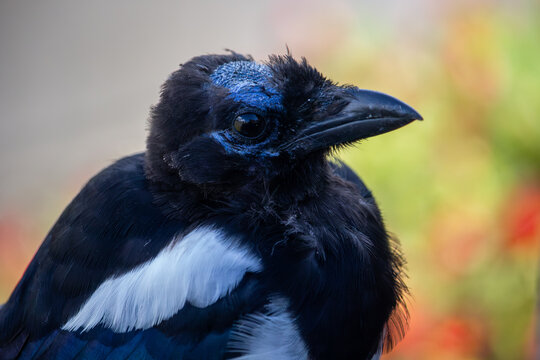 Injured Magpie Bird Showing Bald Patch and Black Feathers