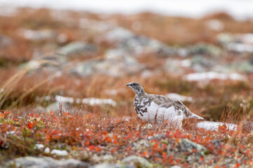 Beautiful bird, Rock ptarmigan, Lagopus muta during the time of autumn foliage and first snow in Northern Finland, Europe