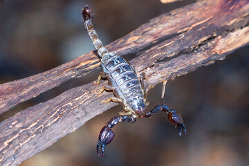 Black Rock Scorpion with Raised Stinger on Branch