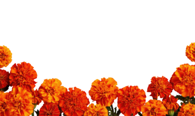 Orange marigold flowers in a curved border against a black background