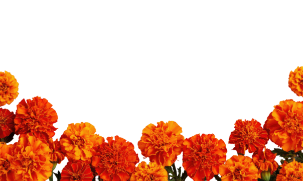 Orange marigold flowers in a curved border against a black background