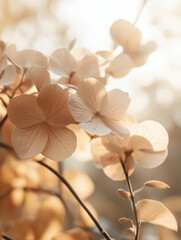 Soft close-up of beige hydrangea flowers in golden autumn light. Shallow depth of field, dreamy aesthetic, neutral tones.