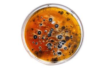 Petri dish with fungal growth