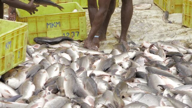 Untouched Bounty - A Plenitude of Fresh Fish