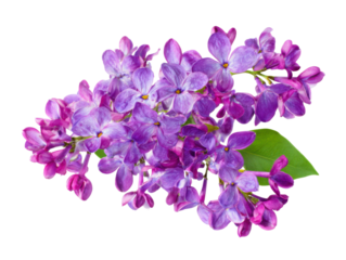 Blooming lilac flowers nature photography bright background close-up