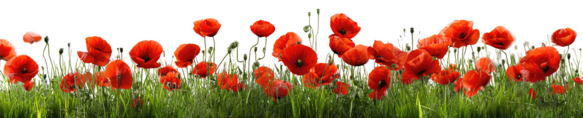 Obraz premium Red poppies in a field (1)