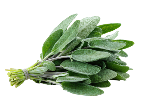Fresh sage bunch, close-up.  Bright green leaves clustered tightly, tied with a thin string, against black background