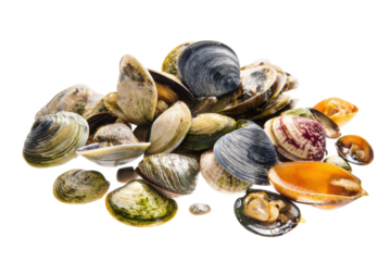 Collecting fresh shells at the beach natural environment close-up