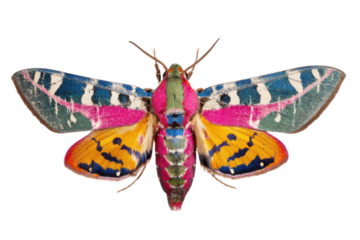 Vibrant moth specimen nature insect photography studio setting
