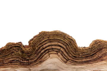 Analyzing wood grain patterns nature photography close-up view