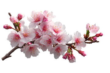 Obraz premium Delicate cherry blossom branch against black