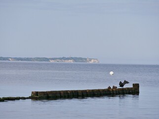 V&ouml;gel auf dem Steg an der Ostsee in Glowe auf R&uuml;gen
