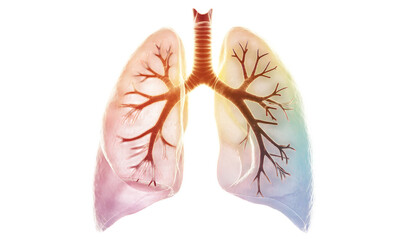 3D Rendering of Human Lungs with Bronchial Tree and Colorful Gradient respiratory system anatomy isolated on a transparent background