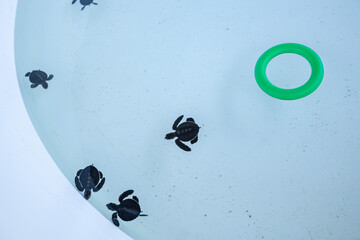Young sea turtles swimming at conservation center nursery habitat, top view