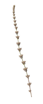 Dried Melica ciliata (Hairy Melic Grass) Isolated on Transparent Background &ndash; Cut Out Ornamental Grass Spikelet