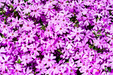 Creeping phlox carpet of pink purple flowers in full bloom