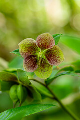 Close-up of green and brown hellebore flower with natural background