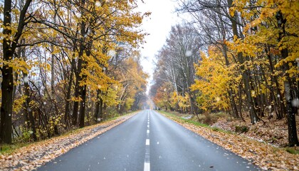 Obraz premium Autumn road through a misty forest (1)