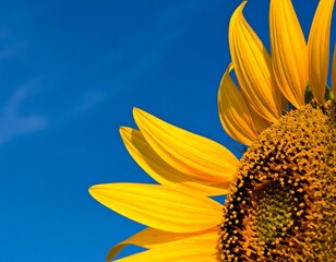 Sunflower against a vibrant blue sky