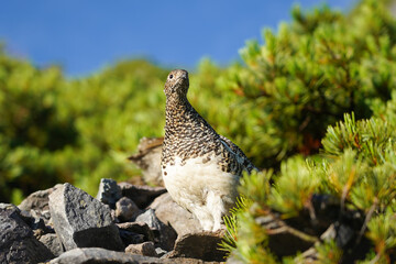 針ノ木岳のライチョウ親子