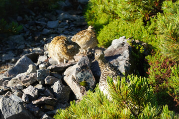 針ノ木岳のライチョウ親子