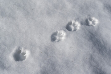 Dog or wolf paw prints in fresh snow, alpine forest, French Alps, Alpes françaises. Animal tracks, winter nature detail, exploration, discovery.
