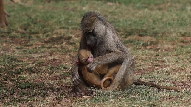 Baboon in Amboseli National Park, Africa 
