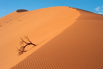 desert trees dunes. Sossusvlei, Namibia