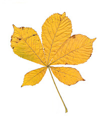 horse-chestnut yellow, green autumn leaves on a white background