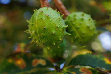 Horse Chestnut Fruits Closeup, Green Chestnuts on Tree