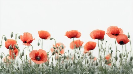 Obraz premium Vivid red poppies flowering, soft petals spreading across lush green landscape with pure white space
