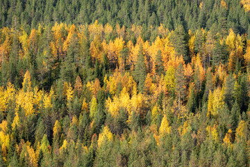 View of yellow and green trees in the forest in Finland. Autumnal taiga forest background