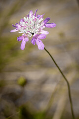 purple flowers in the garden