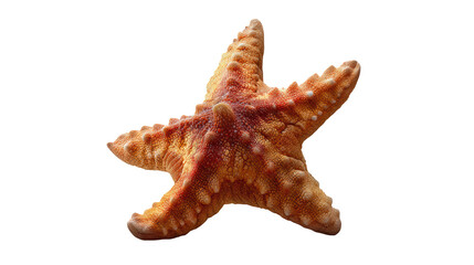 A single starfish isolated on transparent background