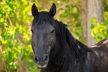 Head shot of a mustang stallion