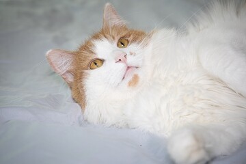 Domestic cat lying on a fluffy bed